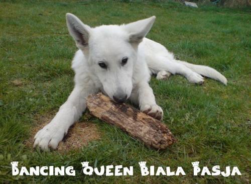 Dancing queen biala pasja