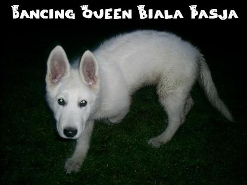 Dancing queen biala pasja