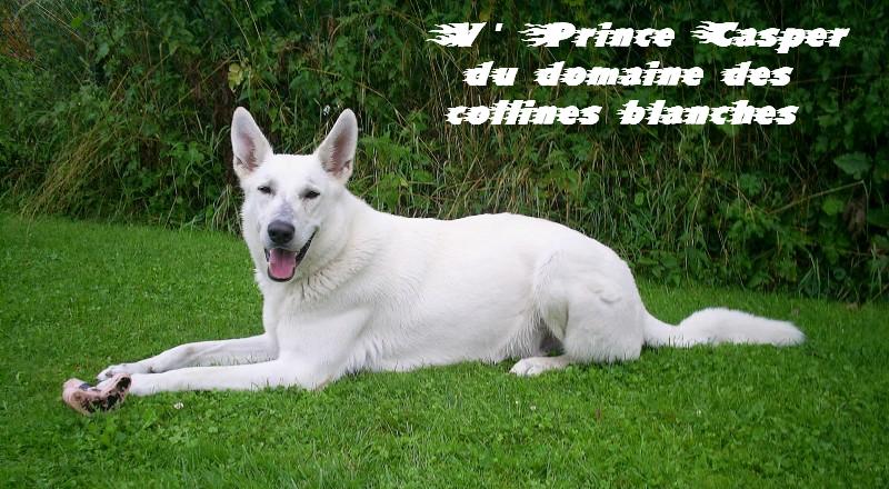 V'prince casper Du domaine des collines blanches