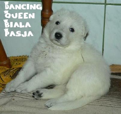 Dancing queen biala pasja