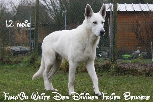 Fand'or white des divines folies bergere