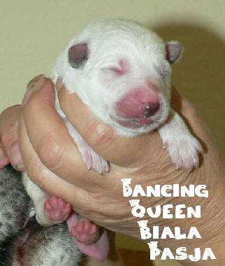 Dancing queen biala pasja