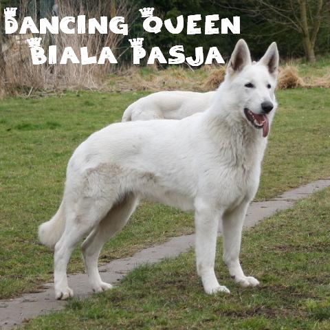 Dancing queen biala pasja