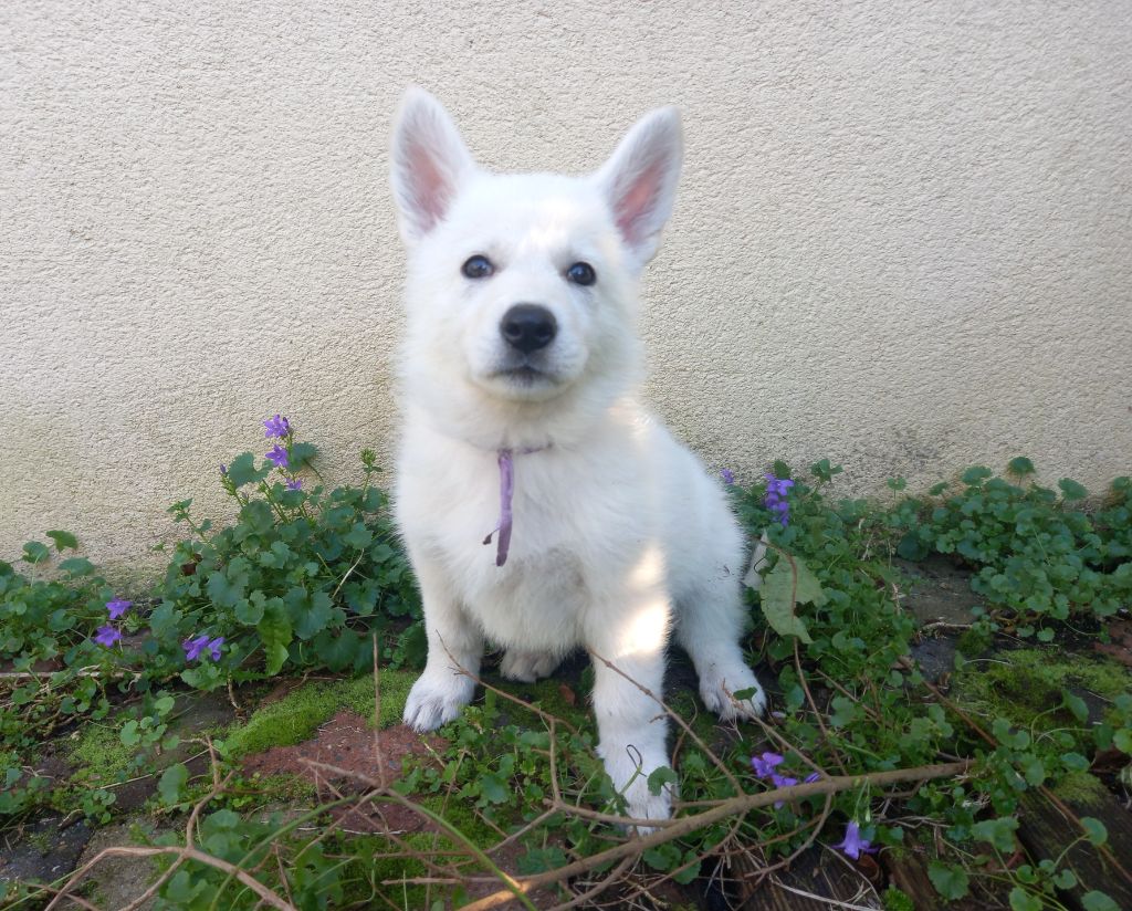 des divines folies bergere - Chiot disponible  - Berger Blanc Suisse