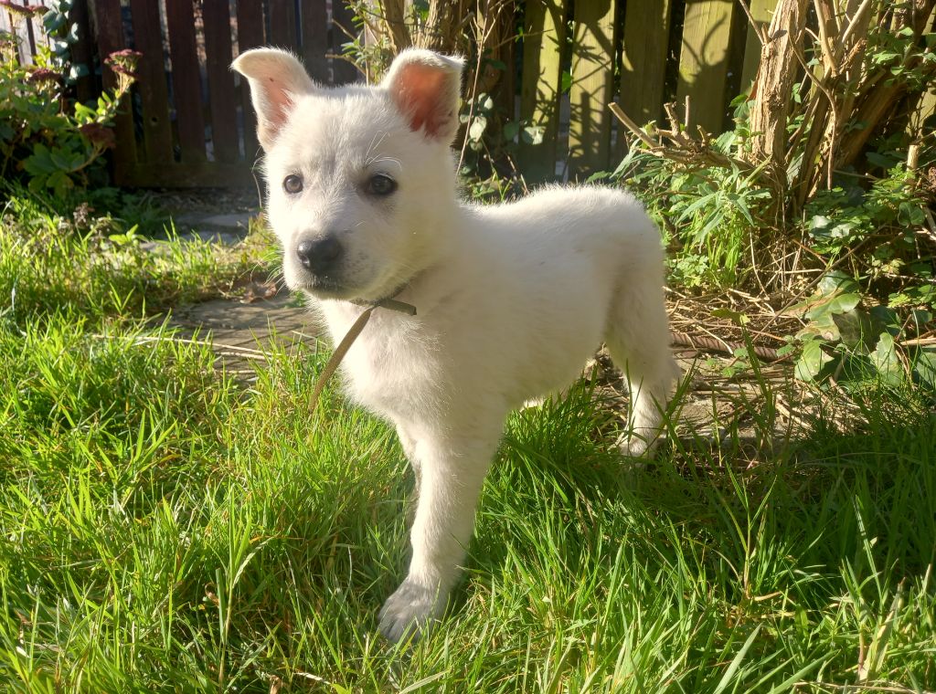 des divines folies bergere - Chiot disponible  - Berger Blanc Suisse