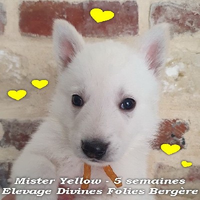 Mister Yellow
