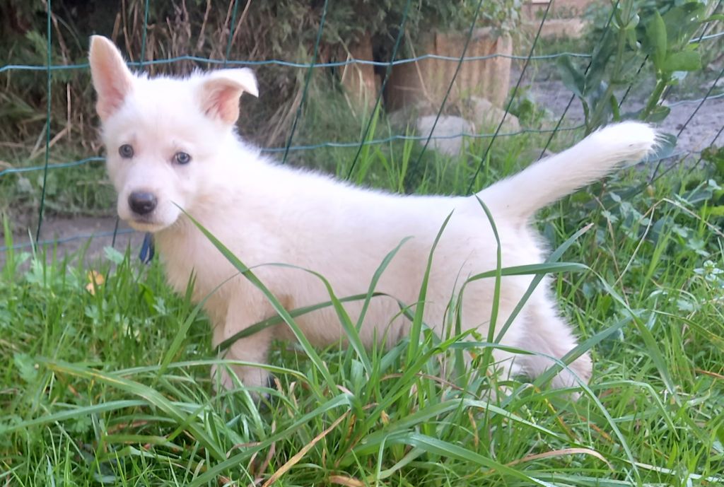 des divines folies bergere - Chiot disponible  - Berger Blanc Suisse