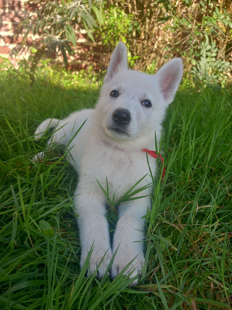 des divines folies bergere - Chiot disponible  - Berger Blanc Suisse