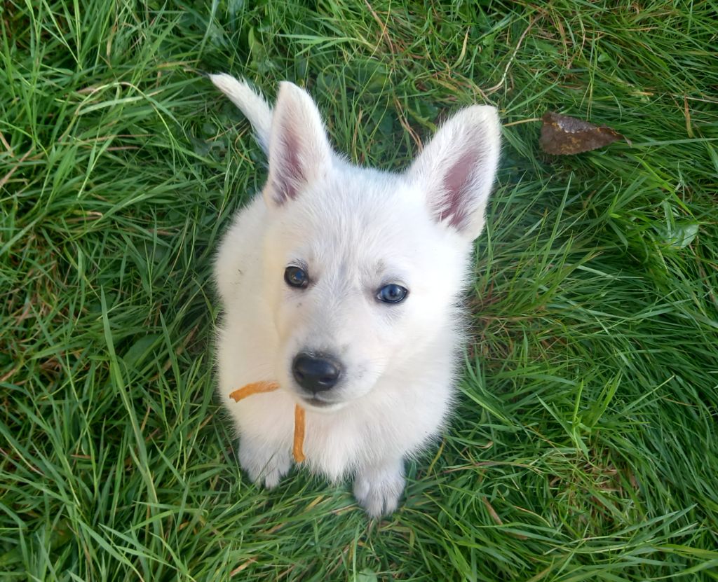 des divines folies bergere - Chiot disponible  - Berger Blanc Suisse