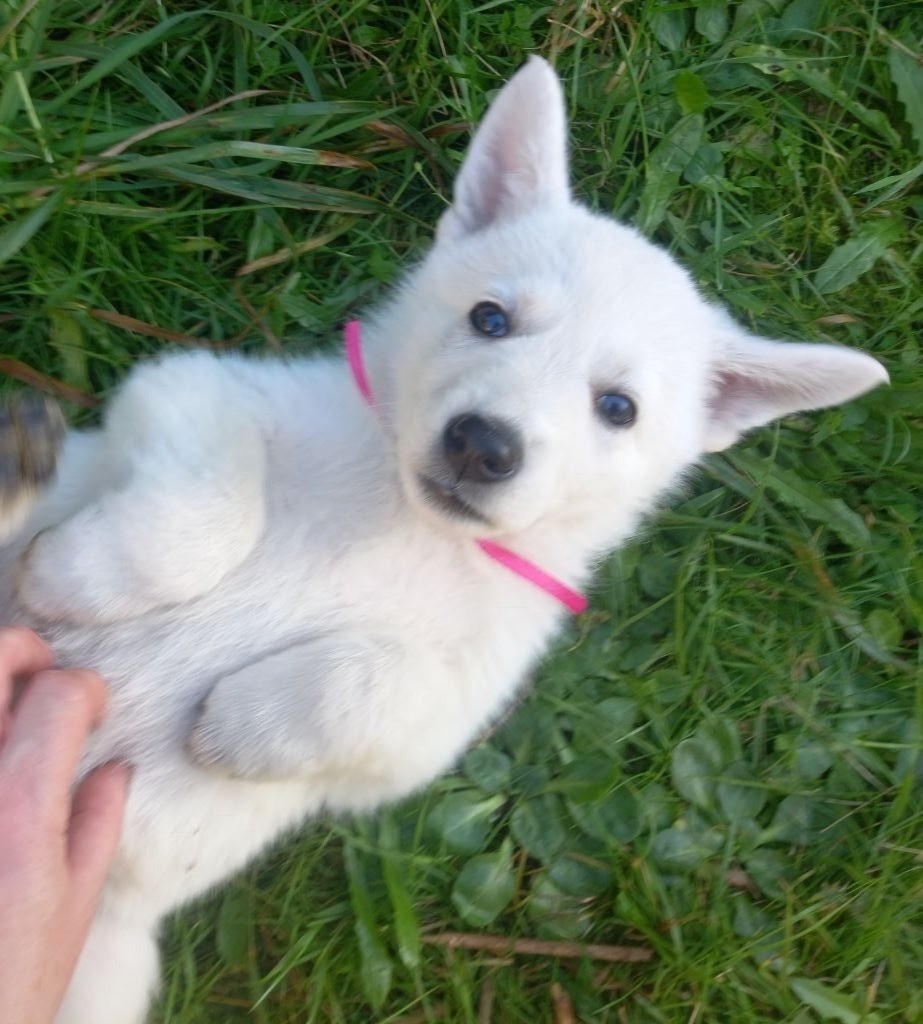 des divines folies bergere - Chiot disponible  - Berger Blanc Suisse