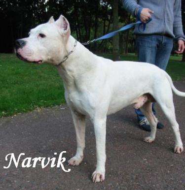 Narvik (Sans Affixe)