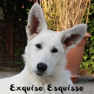 Exquise Esquisse des divines folies bergere