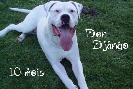 Don Django des divines folies bergere