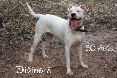 Divinora des divines folies bergere