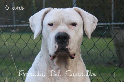 Pocuita Del cavdillo