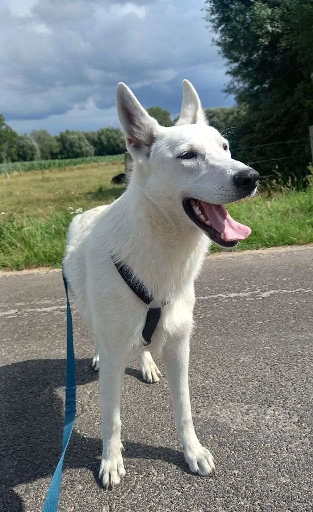 Volta des divines folies bergere