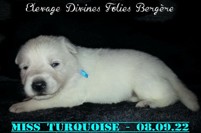 des divines folies bergere - Chiots Disponibles