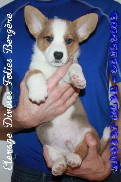 des divines folies bergere - Welsh Corgi Cardigan - Portée née le 15/10/2018